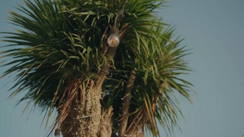 Sunlit palm tree crowned with warm hanging bulbs Stock Footage 322558946