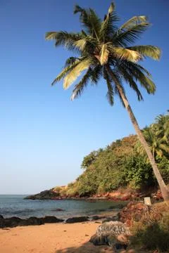 Sunlit palm tree over the beach goa Stock Photos