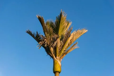 Sunlit palm tree top, canopy with green leaves Stock Photos