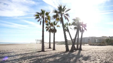 Sunlit Palm Trees on a Sandy Beach with a Distant Seascape Stock Footage 302310428