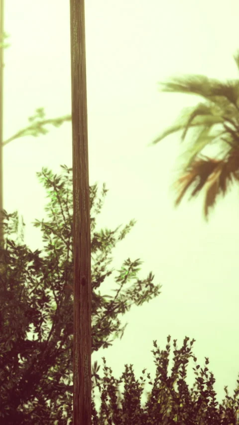 Sunlit palm trees sway gently in the warm breeze of a tropical paradise 動画素材 335096771
