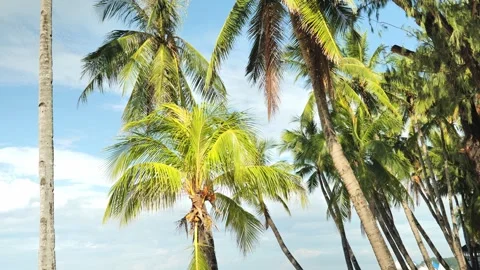 Sunlit Palm Trees Swaying Beneath Clear Skies Creating Tropical Paradise Mood 库存影片 336636433