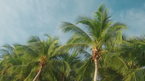 Sunlit palms sway peacefully today. Bright blue sky over lush tropical forest 库存影片 333187751
