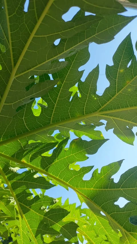 Sunlit Papaya Leaf Canopy Motion Stock Footage 339516679