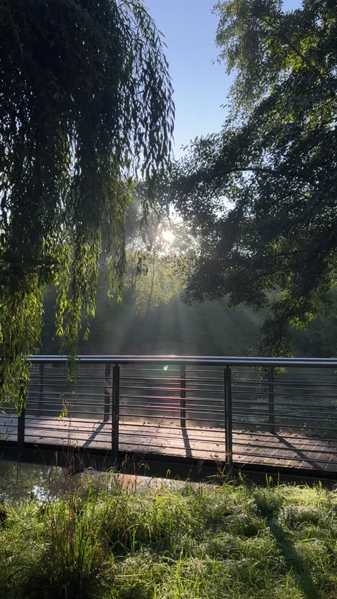 Sunlit Park Bridge Stock Footage 310238455