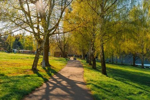 Sunlit park path lined with birch trees in spring Stock Photos