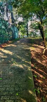 Sunlit park path through the trees Stock Photos