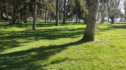 Sunlit park with tall trees casting long shadows on green grass lawn Stock Photos