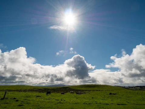 Sunlit pasture with cows under dramatic clouds Foto stock
