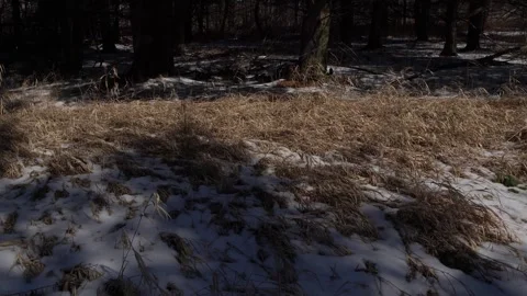 Sunlit patch of dry, golden winter grass contrasting with melting snow and deep Stock Footage 336012870