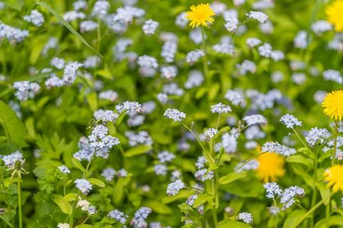 Sunlit patch of forgetmenots with dandelion, breezy garden field mood, delica Stock Photos