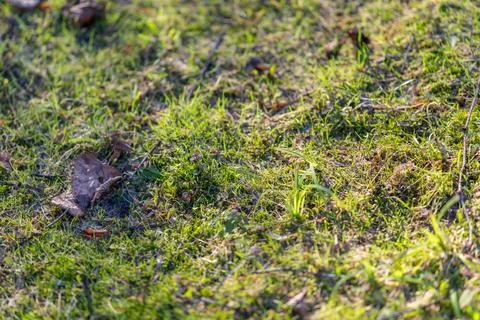 Sunlit patch of fresh spring grass with moss and tiny seedlings, warm backlig Stockfoto's