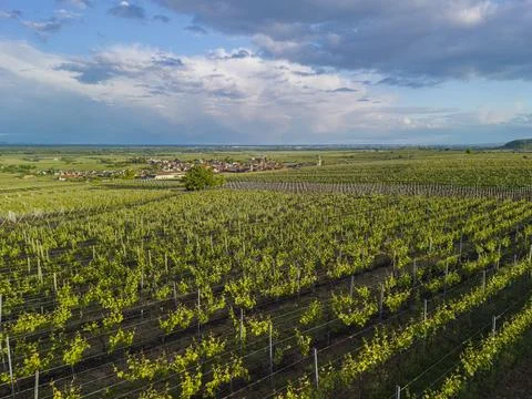 Sunlit patchwork fields of Alsace creating a serene rural panorama Stock Photos