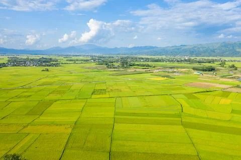 Sunlit patchwork rice fields, Dien Bien Phu valley 스톡 사진