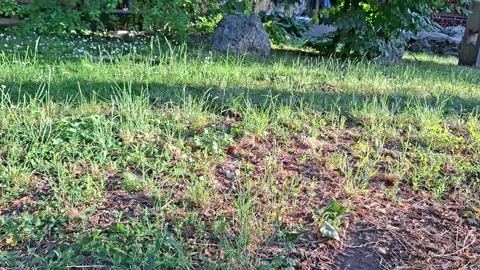 Sunlit Patchy Grass Lawn in Park with Natural Summer Greenery Stock Footage 340001225