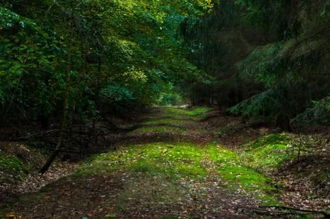 Sunlit path in the dark forest Stock Photos