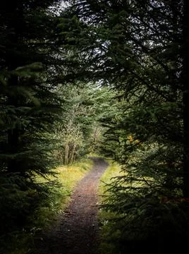 Sunlit path in the dark forest. Stock Photos