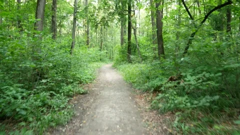 Sunlit path in a deciduous forest Stock Footage 198056320