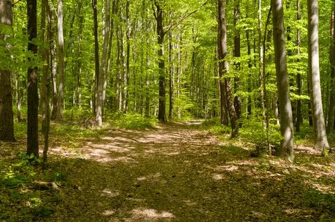 A sunlit path in the forest. Фото