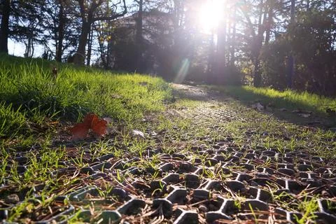 Sunlit path with hexagonal grid leading through grassy woodland area Stock Photos