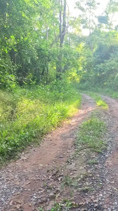 Sunlit Path in Khao Yai Forest 動画素材 304649394