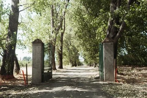 Sunlit path leads through tall green trees Stock Photos