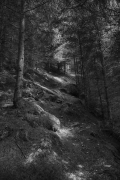 Sunlit Path Stock Photos