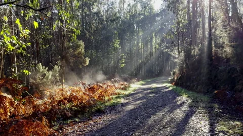 Sunlit Path: Spring Awakening in the Forest Stock Footage 260756242
