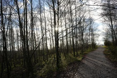 Sunlit Path Through Bare Autumn Trees At Gedling Country Park, Nottingham, Stock Photos