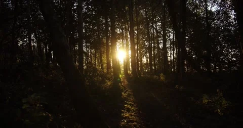 Sunlit Path Through a Dark and Silhouetted Forest at Sunset Stock Footage 295748862