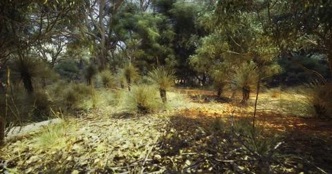 Sunlit path through the dense Australian bushland during midday Stock Illustration