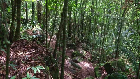 Sunlit Path Through Dense Colombian Jungle Video stock 336520659