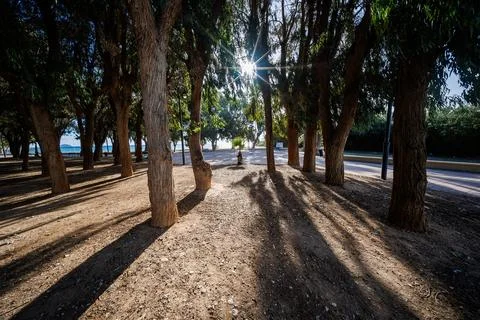 Sunlit Path Through Eucalyptus Trees at Torres Beach Stock Photos
