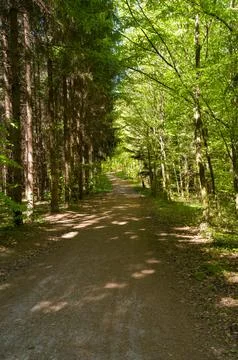 Sunlit path through the forest. Фото