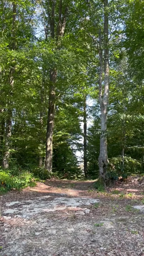 Sunlit Path Through a Lush Green Forest Stock Footage 345023156