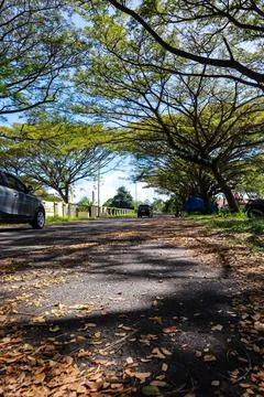 Sunlit Path Through Lush Green Trees Stock Photos