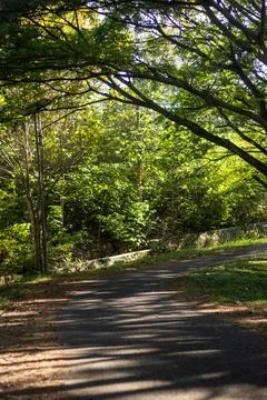 Sunlit Path Through Lush Green Forest Stock Photos