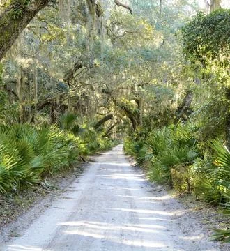 Sunlit Path Through Mossy Oaks 写真素材