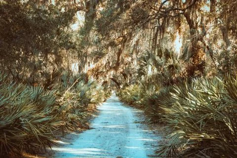 Sunlit Path Through Mossy Oaks II Stock-Fotos