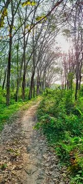 Sunlit Path Through Rubber Tree Plantation in Phuket Stock Photos