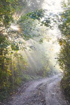 Sunlit path through trees, casting rays of light on a gravel road. Mist add.. Stock Photos