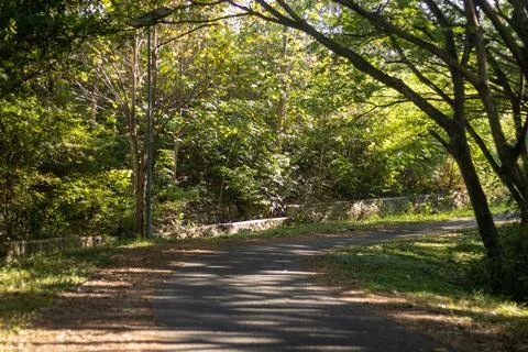 Sunlit Path Through Trees in Park Stock Photos
