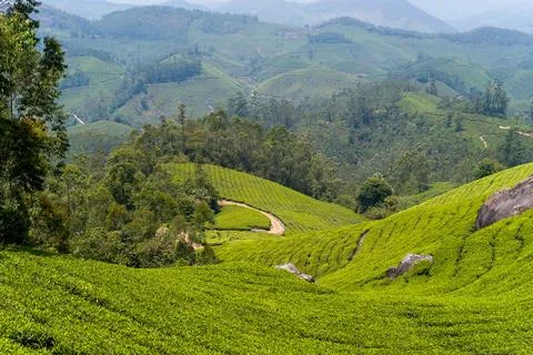 Sunlit path winding through Munnar tea hills Stock Photos