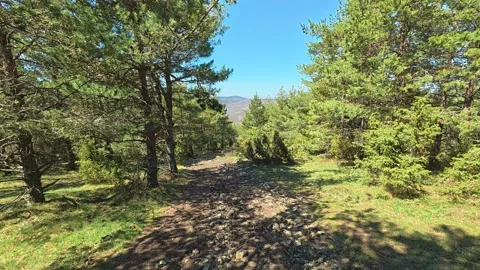 Sunlit path winds through dense pine forest. Balkan, Eastern Europe, POV Vidéo 333443556
