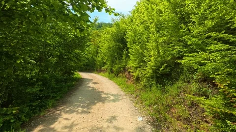 Sunlit path winds through dense green forest. Vrmdza Lake hike. Serbia Stock Footage 338023867