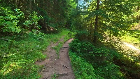 Sunlit path winds through dense pine forest. Hiking Trail, Durmitor Vidéo 342974682
