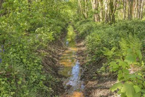 Sunlit path winds through dense green foliage Stock Photos