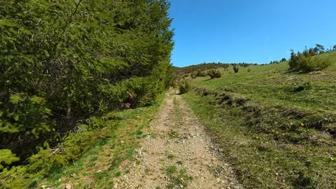 Sunlit path winds through green coniferous trees. Balkan, Eastern Europe, POV Video stock 333443054