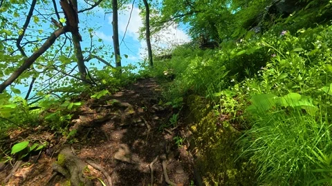 Sunlit path winds through lush greenery. Jastrebac Mountain, Serbia. Stock Footage 336023716