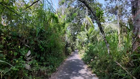 Sunlit path winds through lush green jungle Stock Footage 345156761